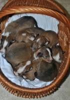 У нас щенки! 7 щенков от чудесной пары Валерина Росс Дейли Ньюс х Смайл Энджел Ульянка