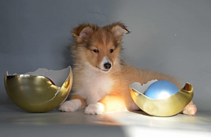 Литера Ц. 21 января родился единственный щенок от Рона и Розы. Продается! 